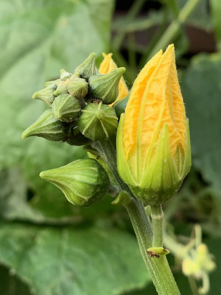 Luffa Flower Seeds for Planting – Heirloom, Non-GMO, High Germination Organic Garden Seeds