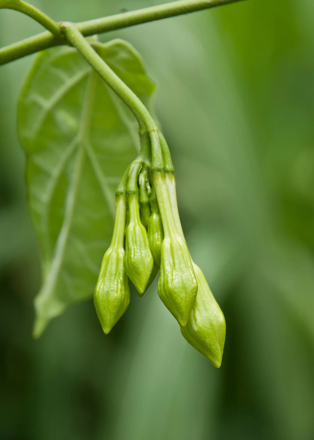 Loroco Flower Seeds for Planting - Heirloom, Non-GMO, Shade Tolerant Organic Garden Seeds
