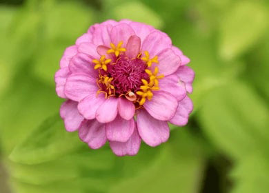 Pink Yellow Zinnia Flower Seeds for Planting – Bright Blooms, Heirloom, Non-GMO Home Garden