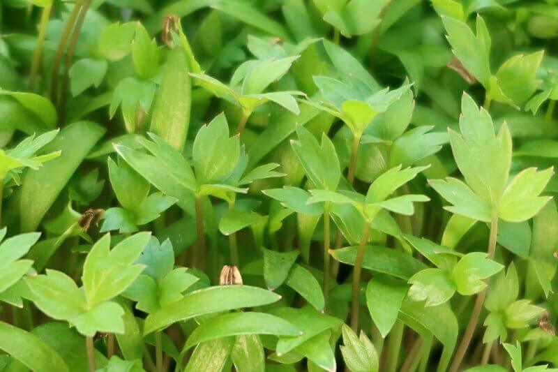 Light Green Lovage Herb Seeds – Heirloom, Non-GMO Seeds for Planting Aromatic Culinary Herbs