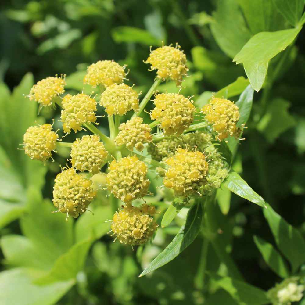 Light Green Lovage Herb Seeds – Heirloom, Non-GMO Seeds for Planting Aromatic Culinary Herbs