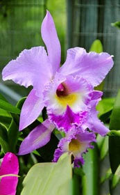 Light Purple Cattleya Flower Seeds for Planting 100 pcs - Perfect for Borders, Heirloom &amp; GMO Free Seeds for Home Garden
