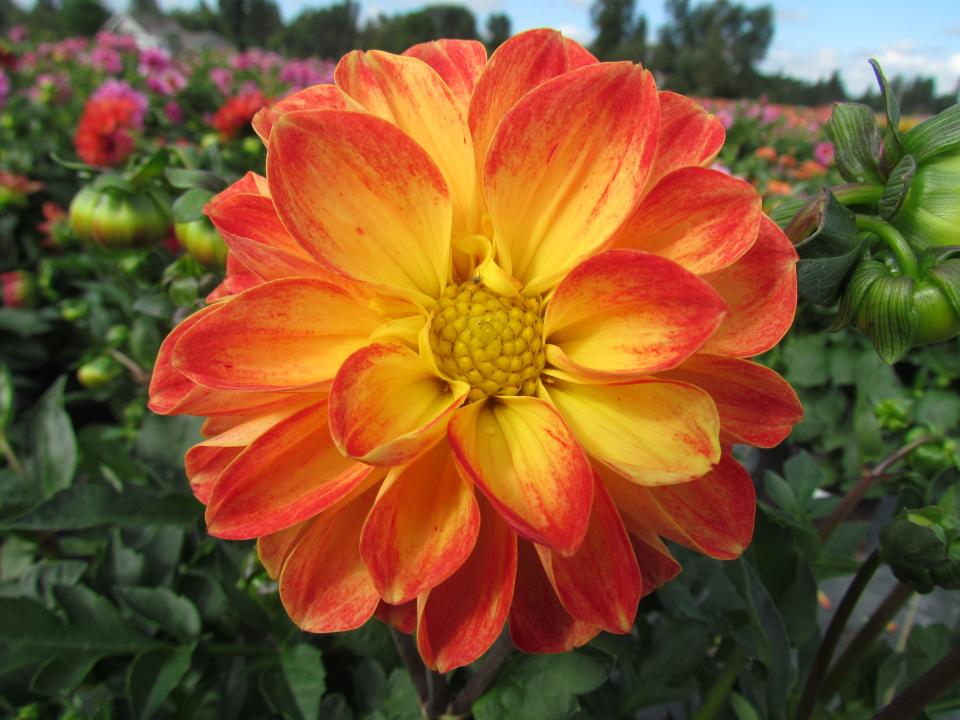 Yellow Red Dahlia Flower Seeds for Planting – Heirloom, Non-GMO, Organic Garden Seeds, High Germination