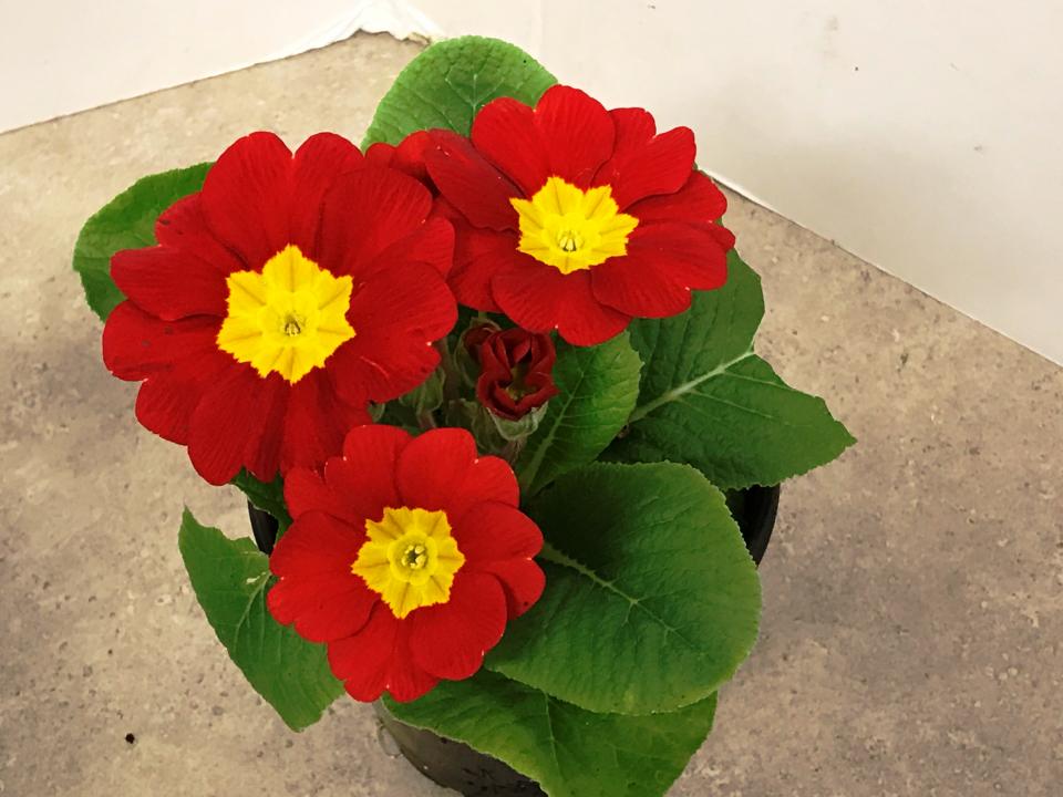 Red Yellow Primula Flower Seeds for Planting – Heirloom, Non-GMO, High Germination Organic Garden Seeds