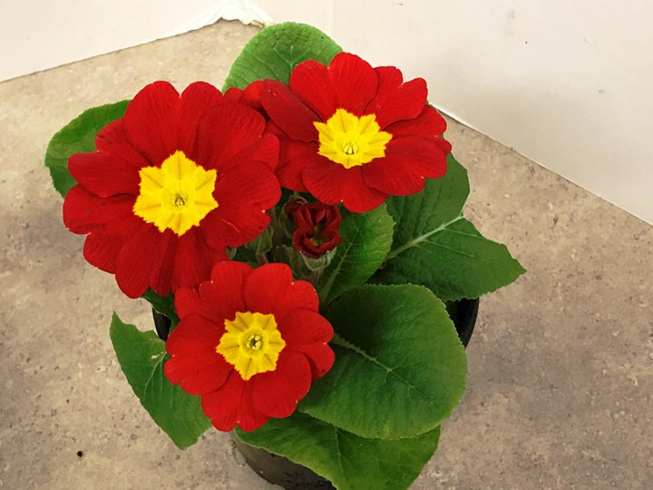 Red Yellow Primula Flower Seeds for Planting – Heirloom, Non-GMO, High Germination Organic Garden Seeds