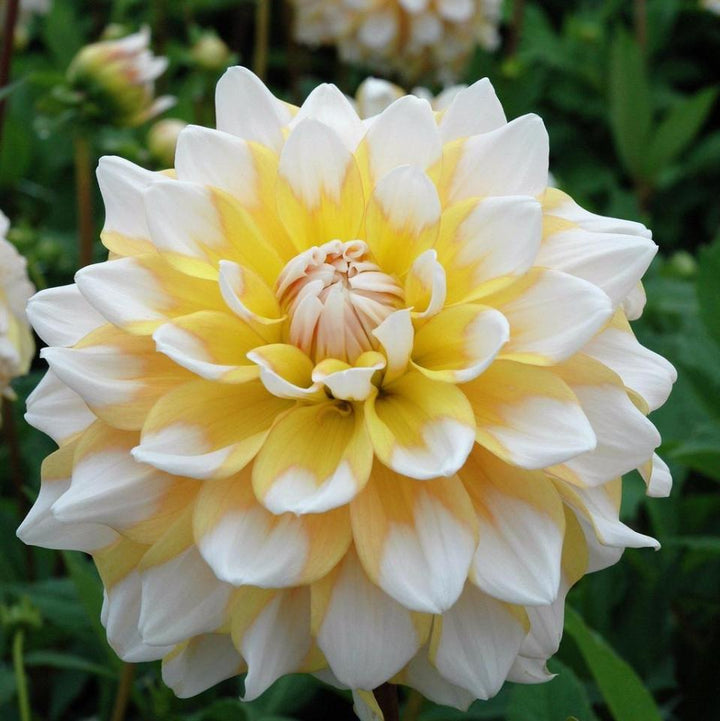 White & Yellow Dahlia Flower Seeds – Shade Tolerant, Heirloom & Non-GMO Seeds for Home Garden