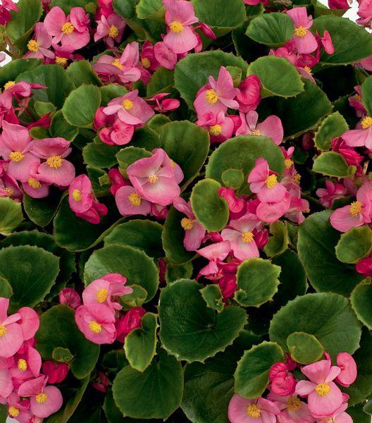 Ambassador Begonia Flower Seeds for Planting – Heirloom, Non-GMO, High Germination Organic Garden Seeds