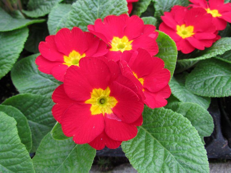Red Primula Flower Seeds for Planting – Seasonal Bloomer, Heirloom, Non-GMO, High Germination Organic Garden Seeds