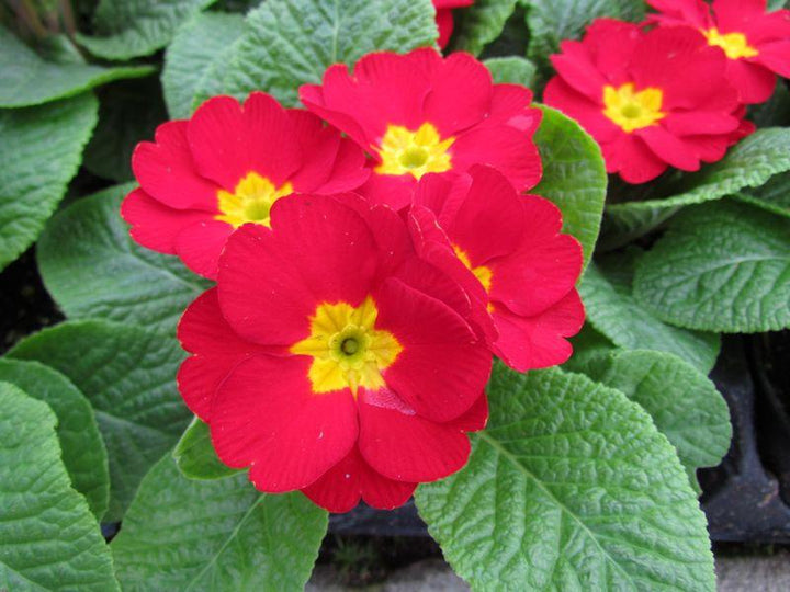 Red Primula Flower Seeds for Planting – Seasonal Bloomer, Heirloom, Non-GMO, High Germination Organic Garden Seeds
