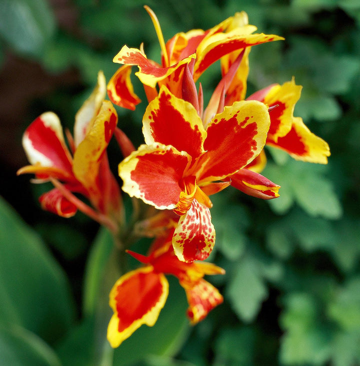 Yellow Red Canna Flower Seeds for Planting – Heirloom Non-GMO, High Germination Organic Garden Seeds