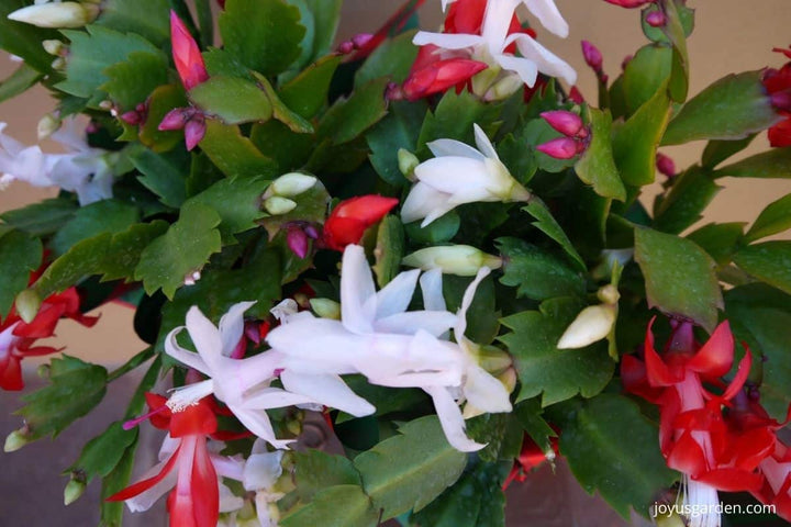 Multi-Coloured Schlumbergera Seeds – Heirloom, Non-GMO, High Germination Seeds for Planting