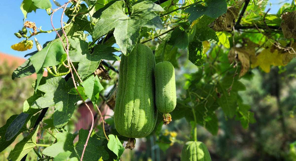 Green Luffa Seeds for Planting – Heirloom Non-GMO Edible & Sponge Gourd Vegetable Seeds with High Germination