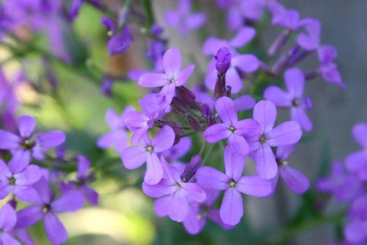 Lunaria Flower Seeds for Planting – Sun Loving Heirloom Non-GMO, High Germination Organic Garden Seeds