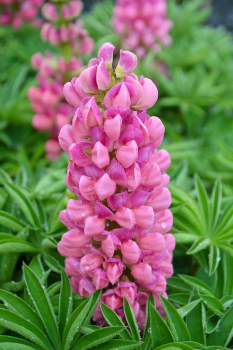 Thick Pink Lupine Flower Seeds for Planting – Heirloom, Non-GMO, Fragrant Blossoms, High Germination