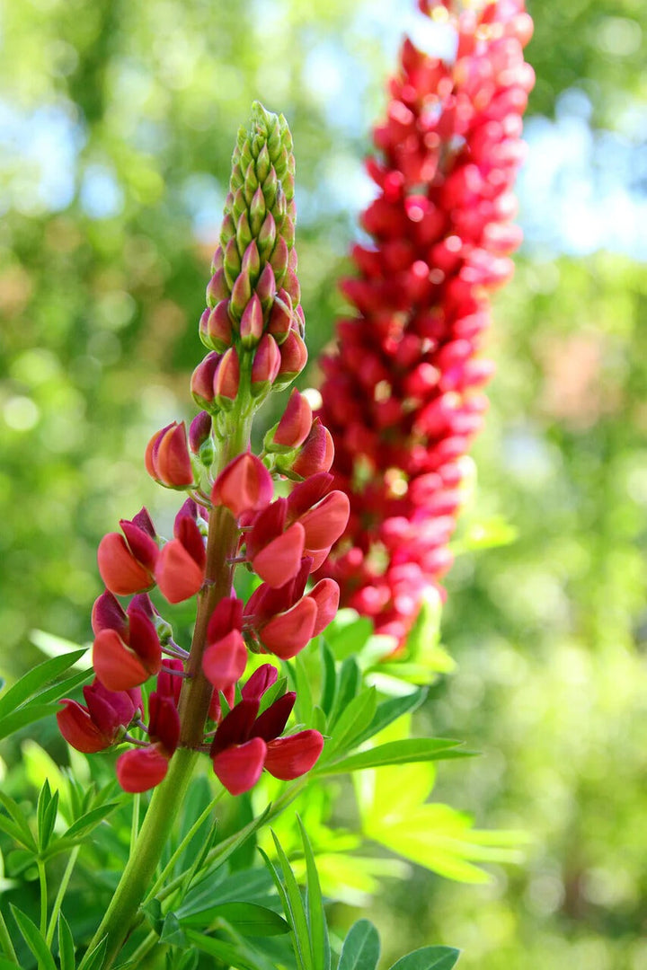 Red Lupin Flower Seeds for Planting – Heirloom Non-GMO, High Germination Organic Garden Seeds