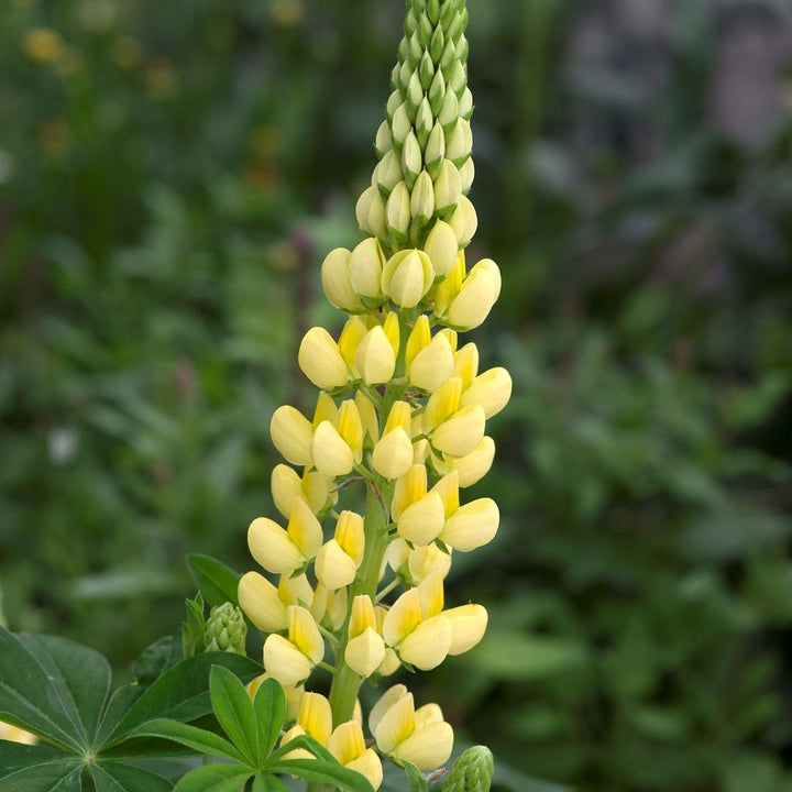 Yellow Lupine Flower seeds for Planting - Hardy Variety, Heirloom & GMO Free Seeds for Home Garden