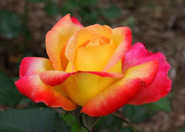 Light Pink & Yellow Rose Seeds for Planting – Heirloom, Non-GMO, High Germination Organic Garden Seeds – Easy to Grow