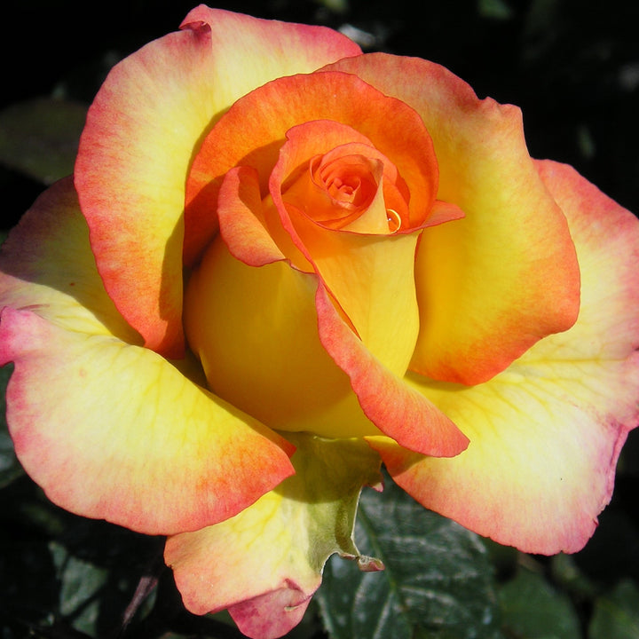 Light Pink & Yellow Rose Seeds for Planting – Heirloom, Non-GMO, High Germination Organic Garden Seeds – Easy to Grow
