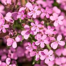 Pink Saponaria Ocymoides Flower Seeds for Planting – Cottage Garden Essential, Heirloom & Non-GMO Seeds for Home Garden