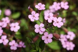 Pink Saponaria Ocymoides Flower Seeds for Planting – Cottage Garden Essential, Heirloom & Non-GMO Seeds for Home Garden