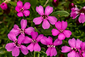 Pink Saponaria Ocymoides Flower Seeds for Planting – Cottage Garden Essential, Heirloom & Non-GMO Seeds for Home Garden