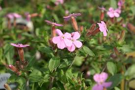 Pink Saponaria Ocymoides Flower Seeds for Planting – Cottage Garden Essential, Heirloom & Non-GMO Seeds for Home Garden