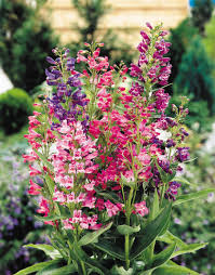Mixed Penstemon Flower Seeds for Planting – Cut Flower Favorite, Heirloom & Non-GMO Seeds for Home Garden
