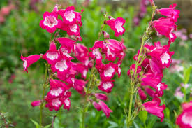 Mixed Penstemon Flower Seeds for Planting – Cut Flower Favorite, Heirloom & Non-GMO Seeds for Home Garden