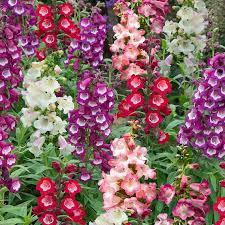 Mixed Penstemon Flower Seeds for Planting – Cut Flower Favorite, Heirloom & Non-GMO Seeds for Home Garden