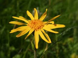 Arnica Montana Flower Seeds for Planting – Wildflower Mix, Heirloom & Non-GMO Seeds for Home Garden