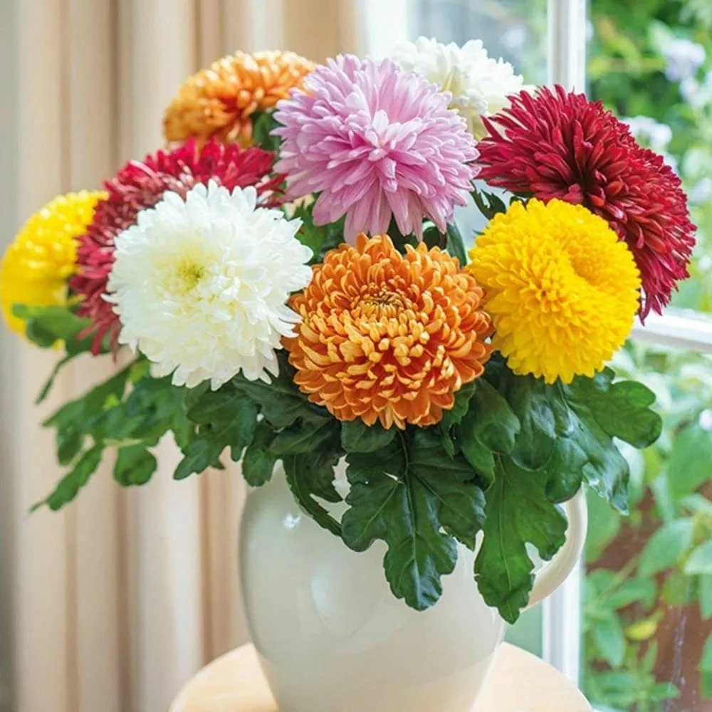 Chrysanthemum Flower seeds for Planting - Pollinator Friendly, Heirloom & GMO Free Seeds for Home Garden Non-GMO