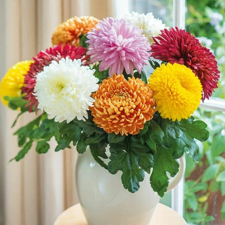Chrysanthemum Flower seeds for Planting - Pollinator Friendly, Heirloom & GMO Free Seeds for Home Garden Non-GMO