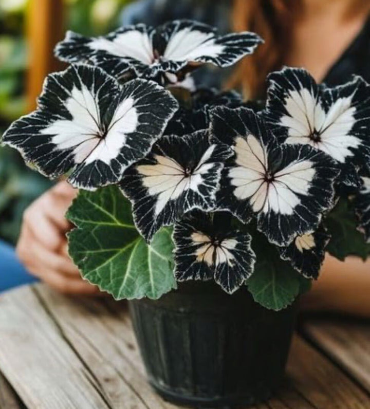 Black White Coleus Flower Seeds for Planting – Heirloom, Non-GMO, High Germination Organic Garden Seeds