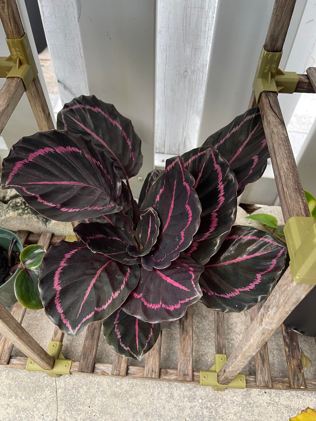 calathea plant seeds Black Calathea Flower Seeds for Planting