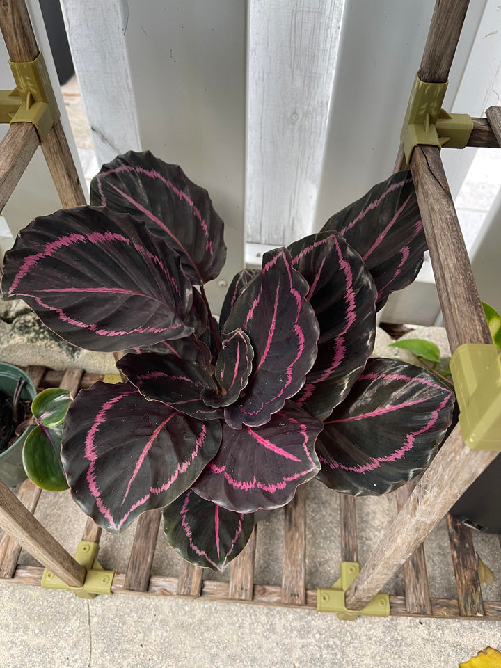 Black Calathea Flower Seeds for Planting | Heirloom, Non-GMO, High Germination Seeds