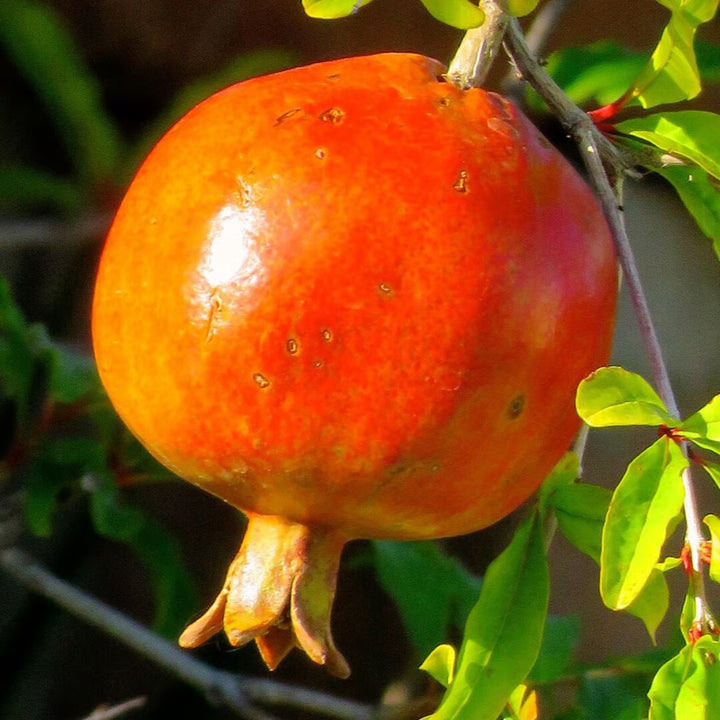 Orange Pomegranate Fruit Seeds for Planting – Heirloom Non-GMO, High Germination Organic Garden Seeds