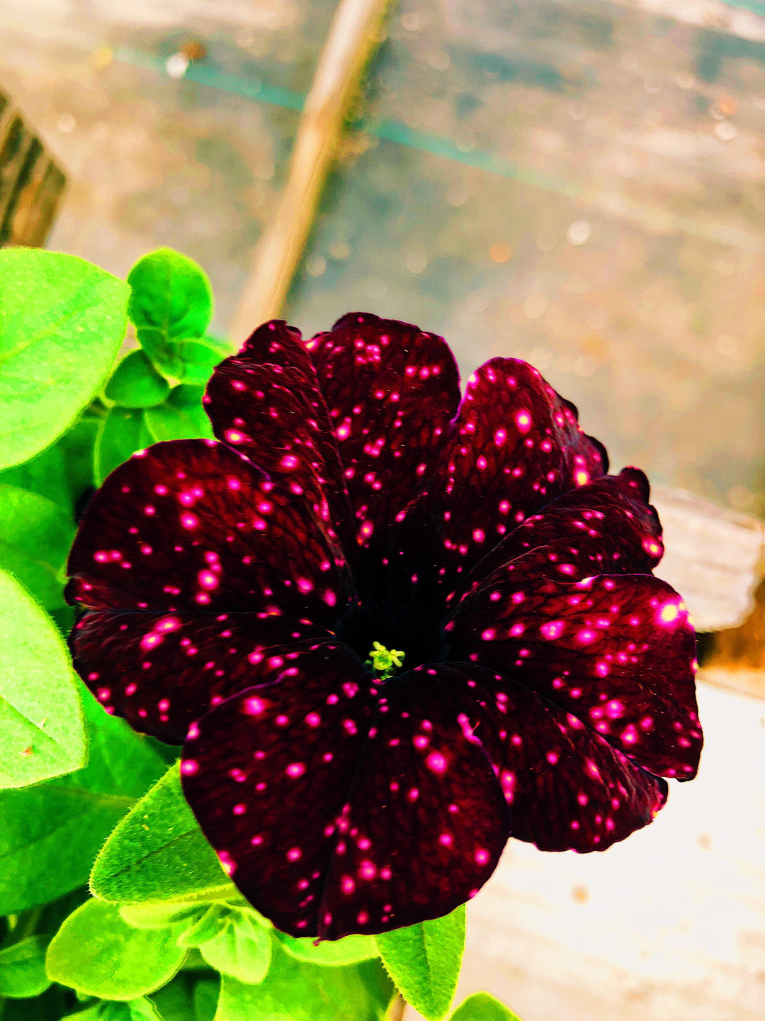 Dotted Burgundy Petunia Seeds for Planting – Heirloom, Non-GMO, High Germination Garden Blooms