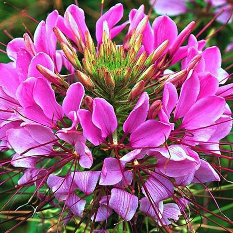 Flower Seeds, Seeds,Seeds For Planting,Plant Seeds