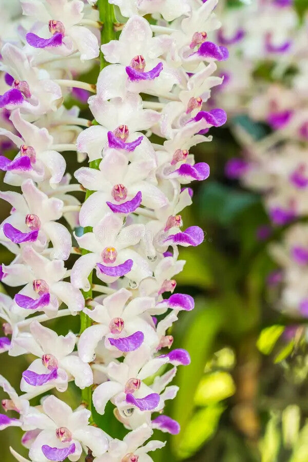 White Violet Cymbidium Flower Seeds for Planting – Heirloom Non-GMO, High Germination Organic Garden Seeds