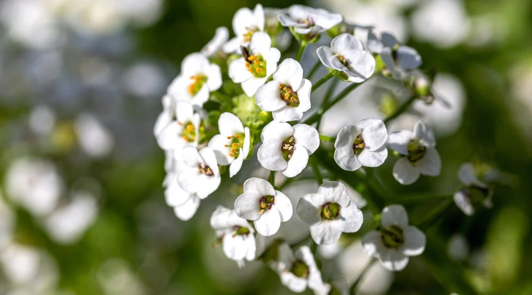 Tiny Tim Alyssum Flower Seeds for Planting – Heirloom, Non-GMO, High Germination Organic Garden Seeds
