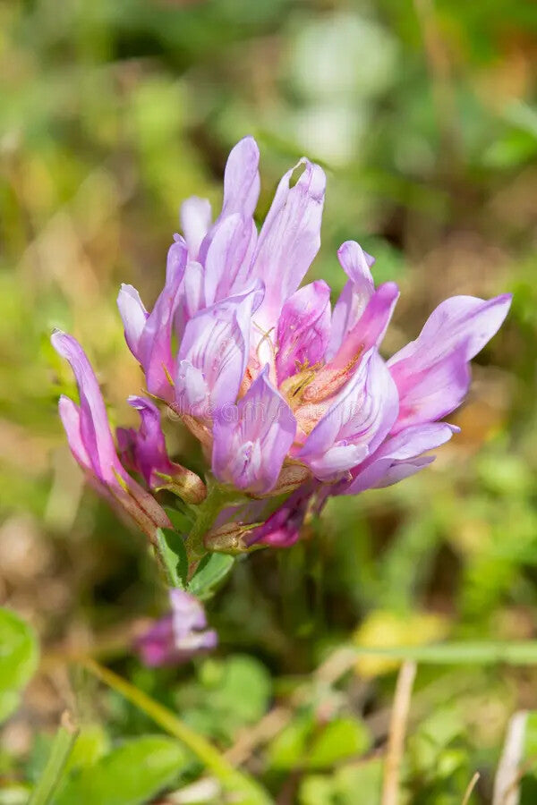 Astragalus Flower Seeds for Planting – Heirloom Non-GMO, High Germination Organic Garden Seeds