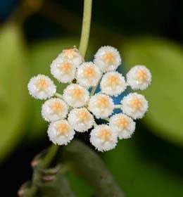 Yellow White Hoya Flower Seeds for Planting – Heirloom, Non-GMO, High Germination Organic Garden Seeds