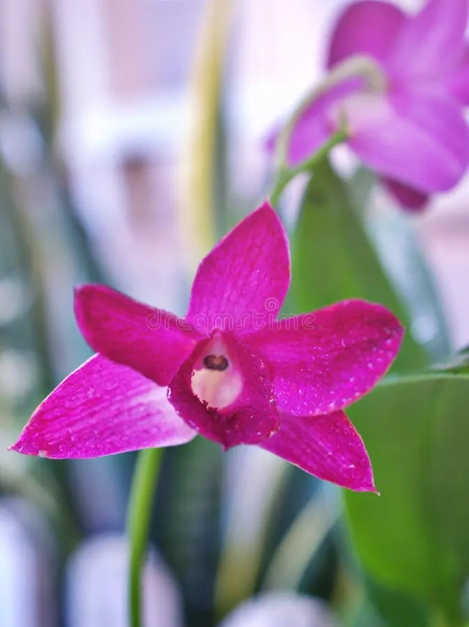 Dark Pink Narcissus Flower Seeds for Planting – Heirloom Non-GMO Seeds for Planting, High Germination