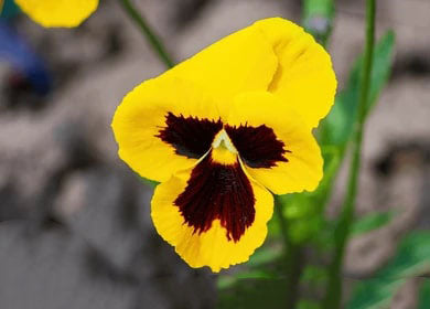 Yellow Brown Pansy Flower Seeds for Planting – Heirloom Non-GMO High Germination Organic Garden Seeds