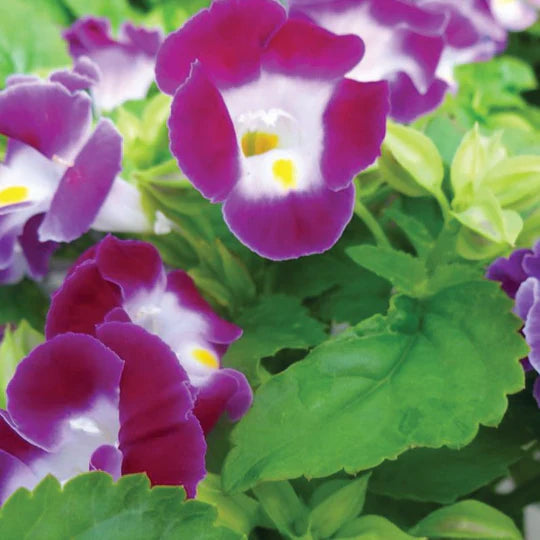 Violet Torenia Kauai Flower Seeds for Planting – Heirloom, Non-GMO, High Germination Organic Garden Seeds