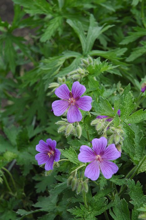 Light Violet Geranium Flower Seeds for Planting – Heirloom, Non-GMO, Easy to Grow, High Germination