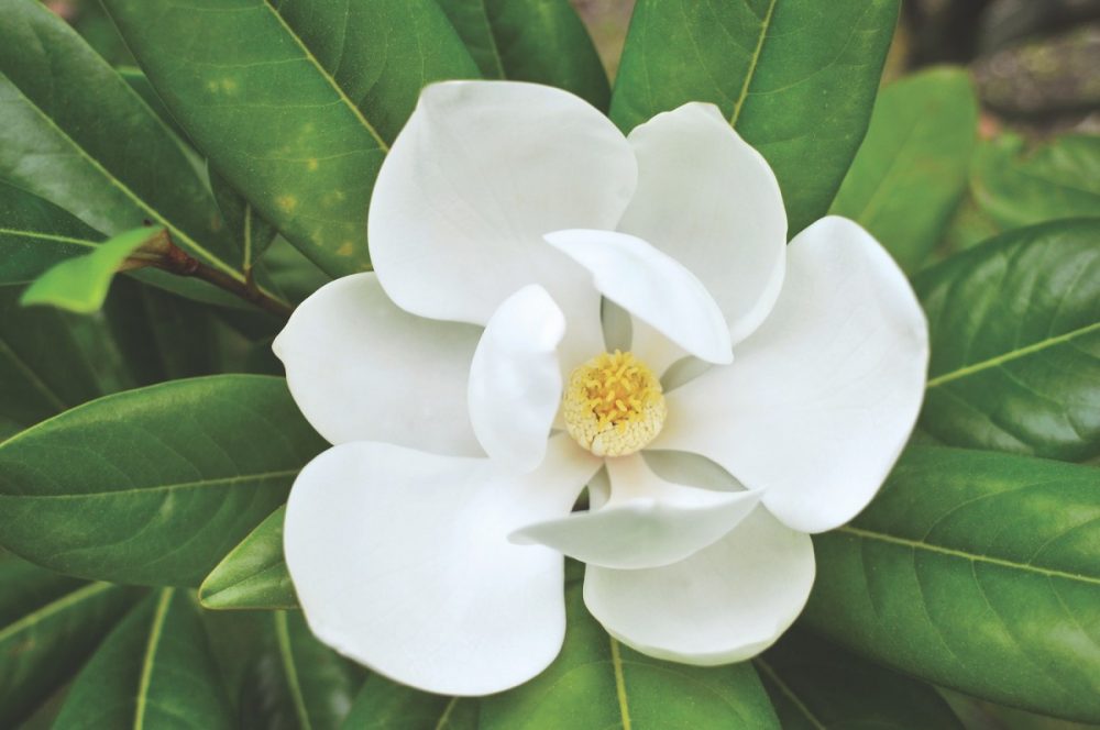 Magnolia Flower Seeds for Planting – Heirloom, Non-GMO, High Germination Organic Garden Seeds
