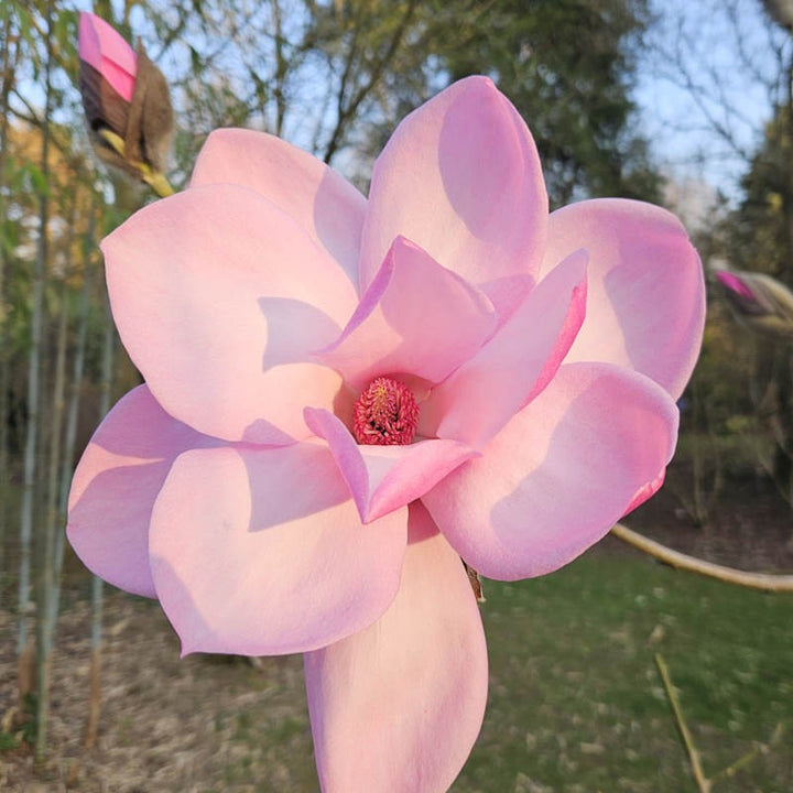 Baby Pink Yulan Flower Seeds for Planting – Heirloom Non-GMO, High Germination Organic Garden Seeds
