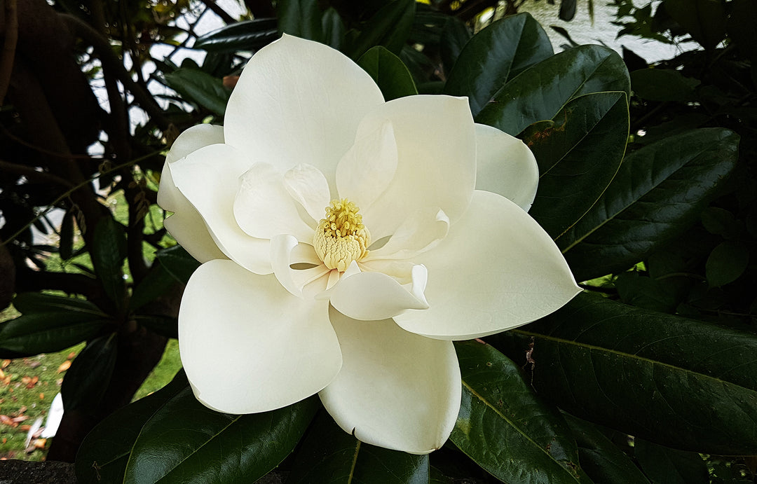 Magnolia Flower Seeds for Planting – Heirloom, Non-GMO, High Germination Organic Garden Seeds