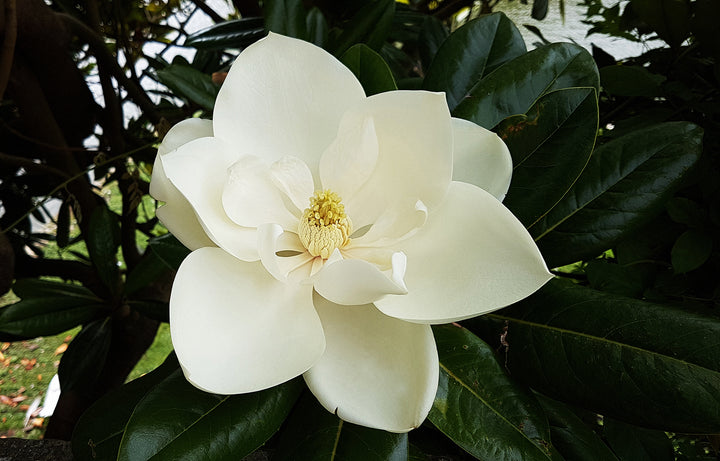 Magnolia Flower Seeds for Planting – Heirloom, Non-GMO, High Germination Organic Garden Seeds